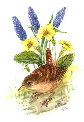 Wren in Primroses (wc na papíře)